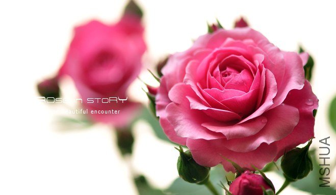 Pink babyflor1.jpg