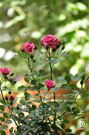 Pink babyflor2.jpg