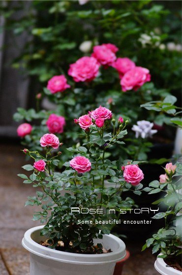 Pink babyflor3.jpg