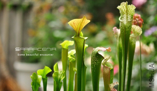 Sarracenia.jpg