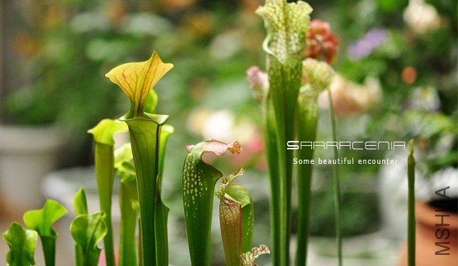 Sarracenia1.jpg