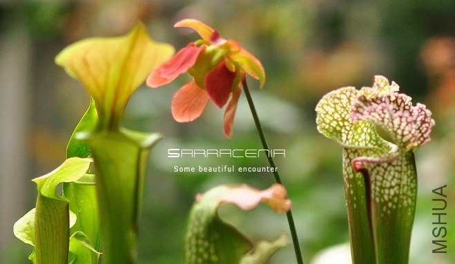 Sarracenia2.jpg