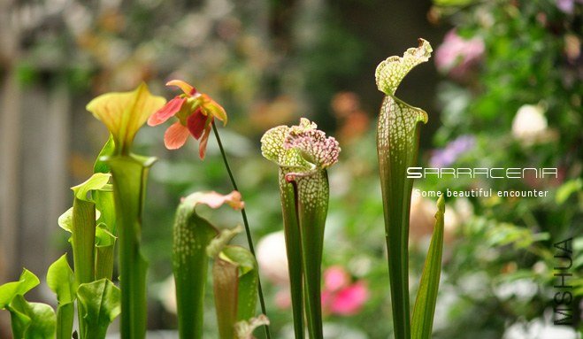 Sarracenia3.jpg