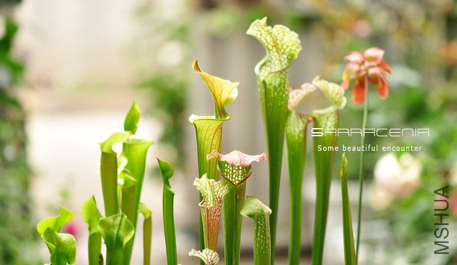 Sarracenia4.jpg