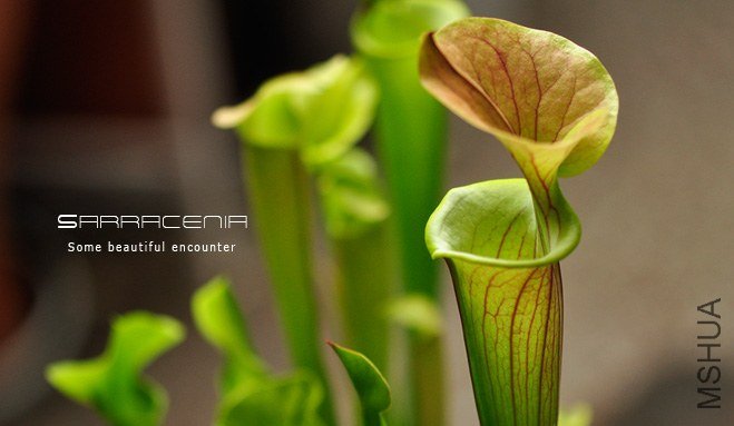 Sarracenia5.jpg