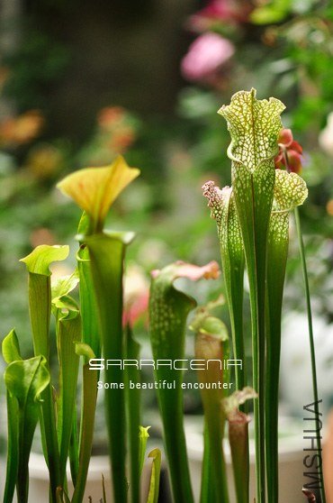 Sarracenia6.jpg