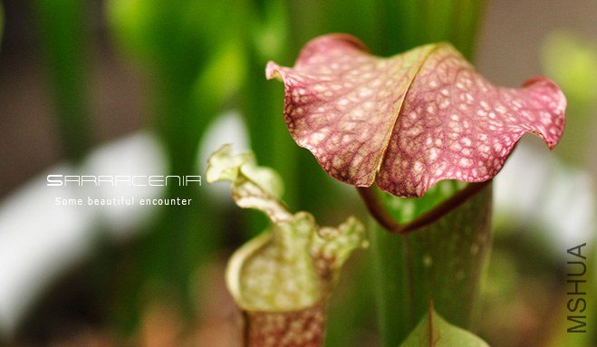 Sarracenia7.jpg