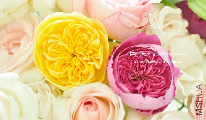 rose1.jpg
