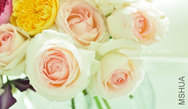 rose2.jpg