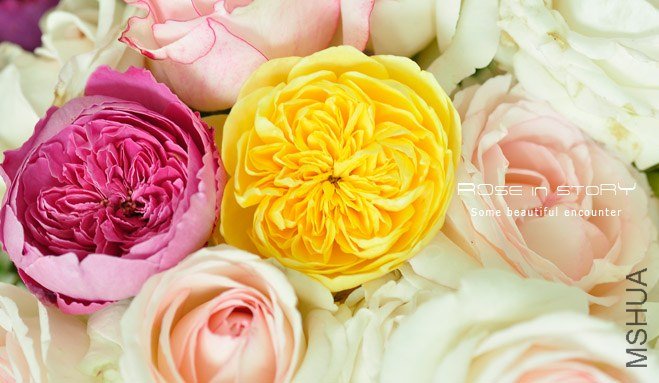rose3.jpg