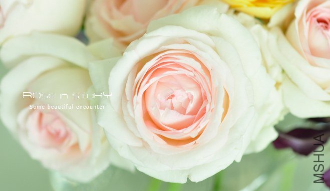 rose5.jpg
