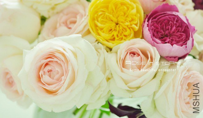 rose6.jpg
