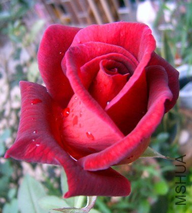 SUC52521_����.jpg