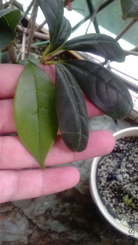 �͹���Ҷ�ӱȽ�