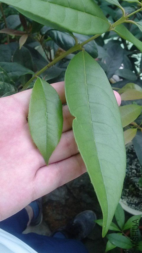 �͹���Ҷ�ӱȽ�