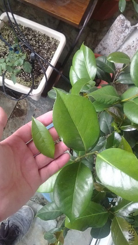 ¥�¹�Ҷ�ӺͲ軨��Ҷ�ӱȽ�