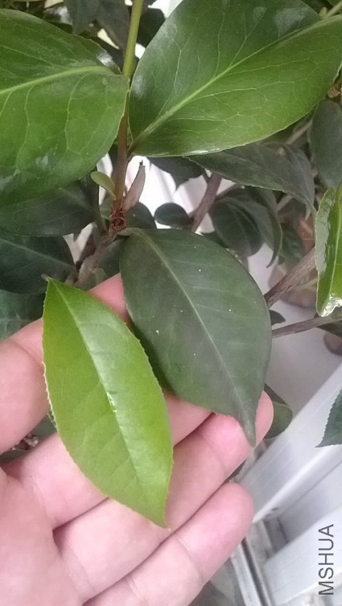 ¥�¹�Ҷ�ӺͲ軨��Ҷ�ӱȽ�