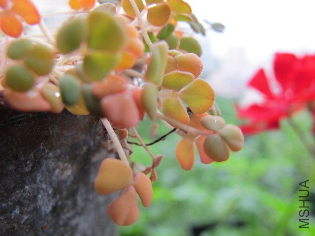 ���� 017.JPG