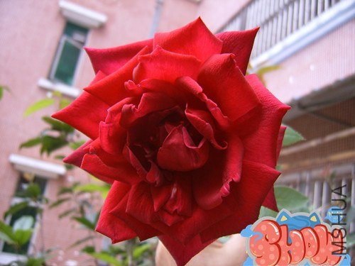 SUC51658_����.jpg