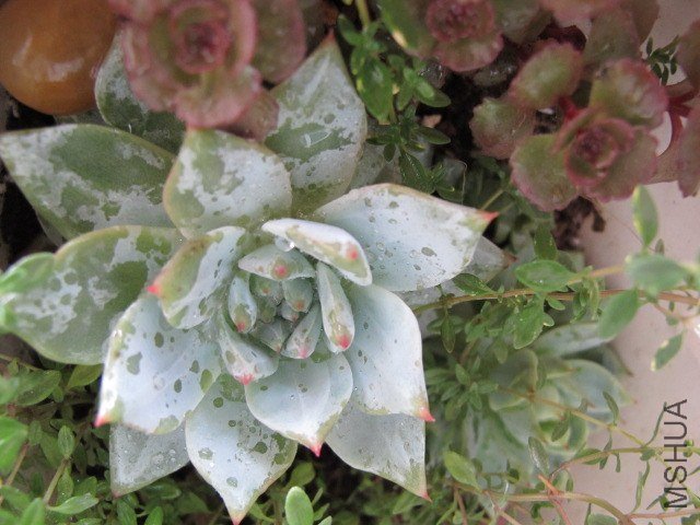 ���� 013.JPG