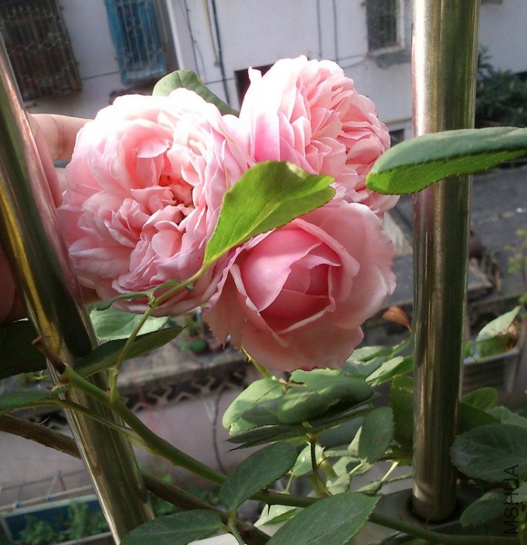 Сʥ�ڶ�������ͷ