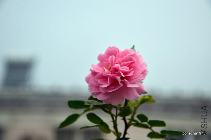DSC_0717-001.JPG