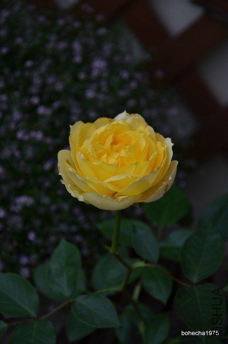 DSC_0719-001.JPG