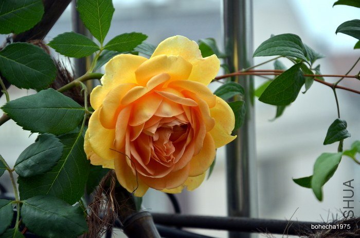 DSC_0728-001.JPG
