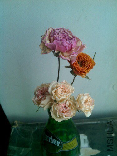 IMG20130522110252.jpg