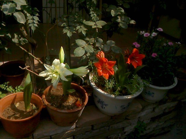IMG0522103102.jpg