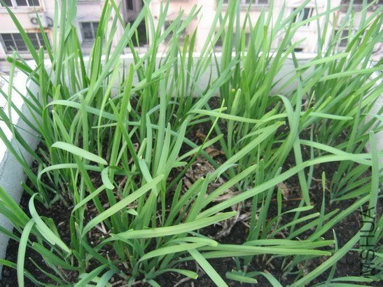 ��������ԳԵ�