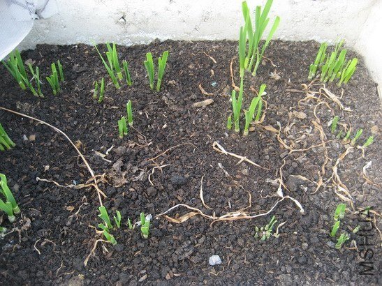 �����¿��ԳԵ�