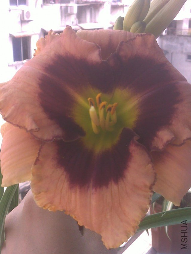 201305221225.jpg