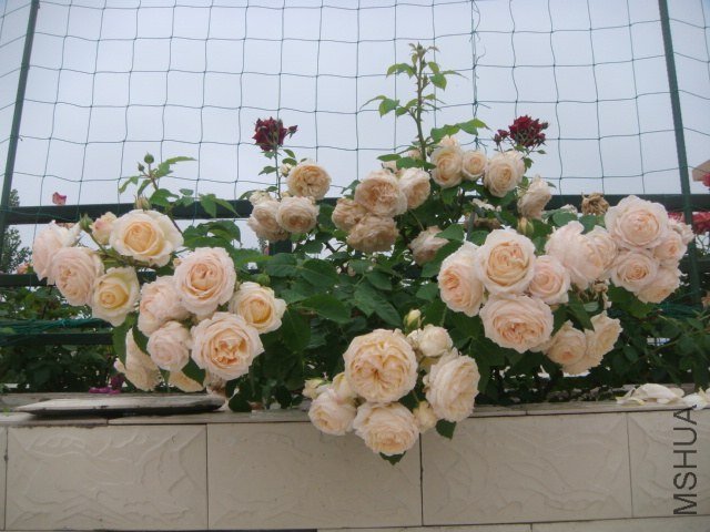 DSC07473.JPG