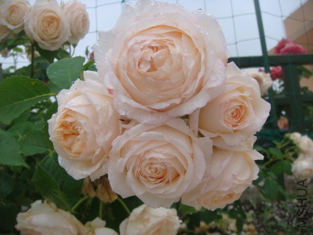DSC07474.JPG