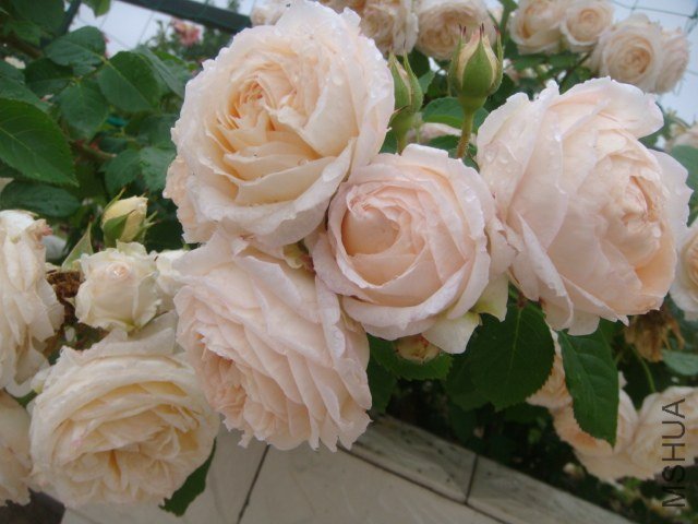 DSC07475.JPG