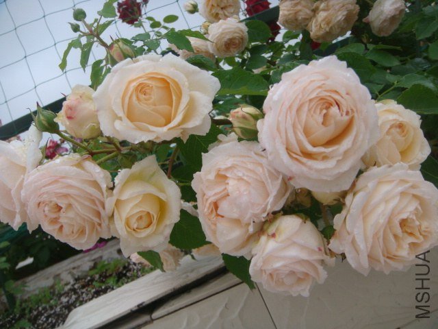 DSC07476.JPG