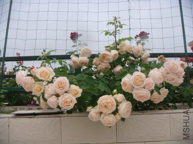 DSC07480.JPG