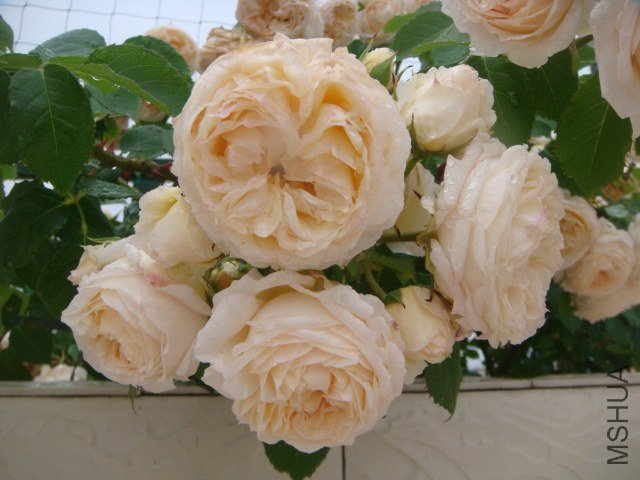 DSC07481.JPG