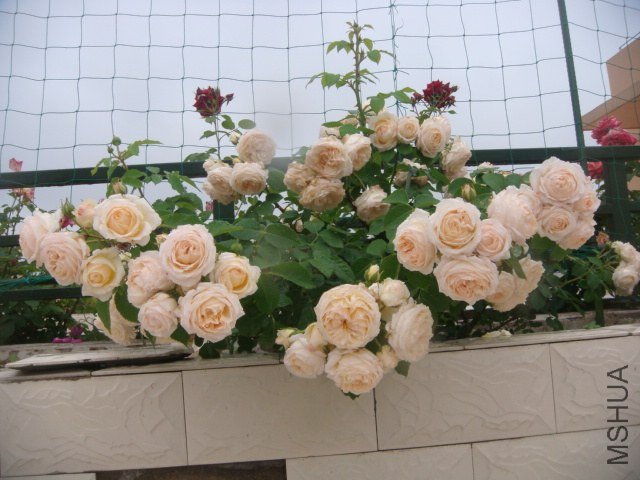 DSC07484.JPG