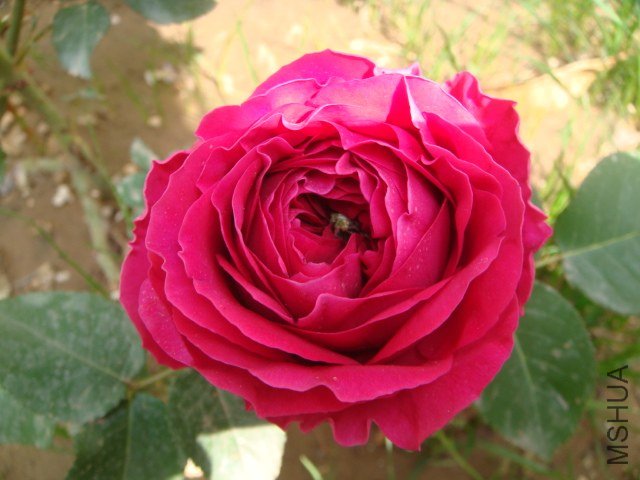 DSC06653.JPG