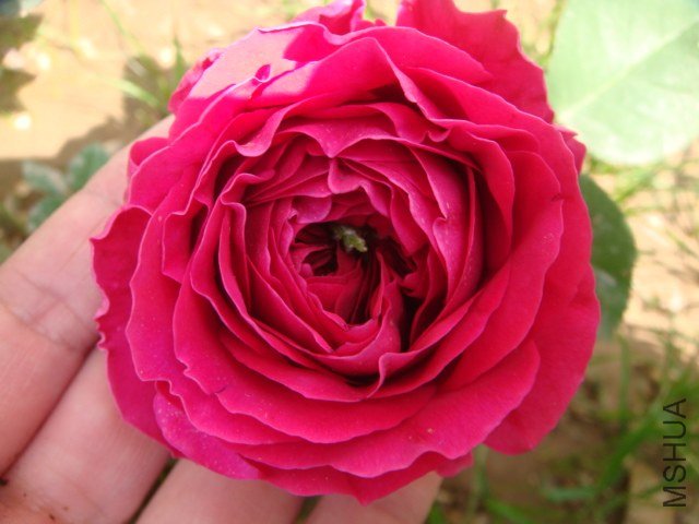 DSC06655.JPG