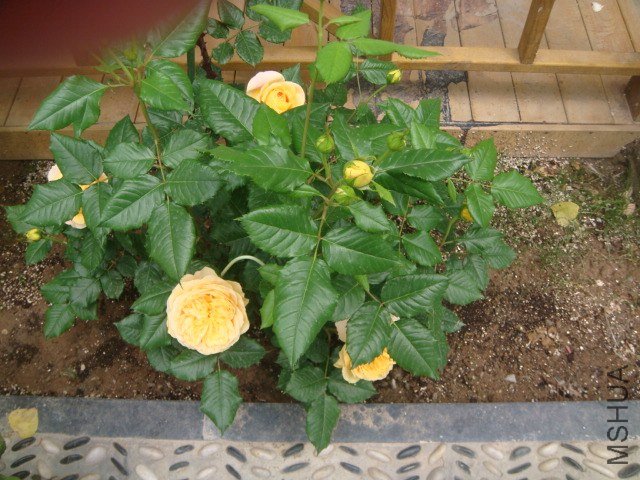 DSC06667.JPG