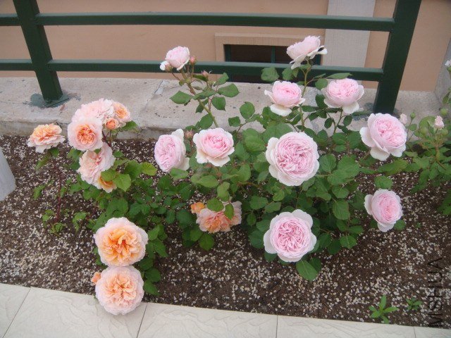 DSC06849.JPG