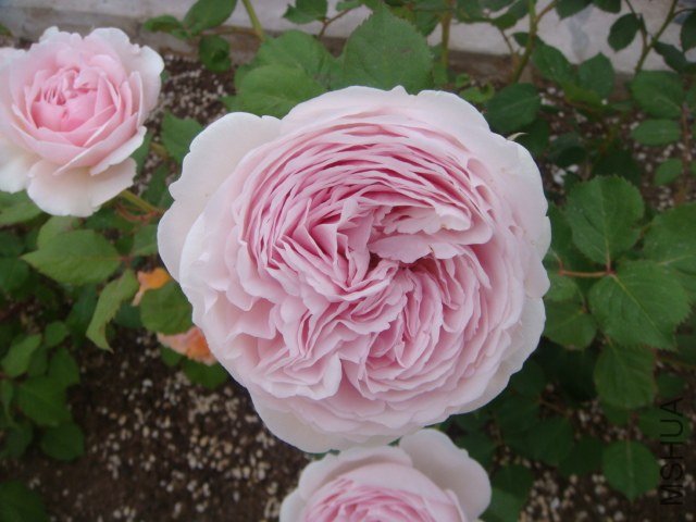 DSC06850.JPG