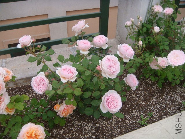 DSC06852.JPG