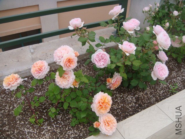 DSC06853.JPG