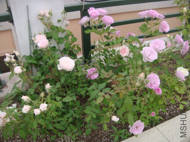 DSC06854.JPG