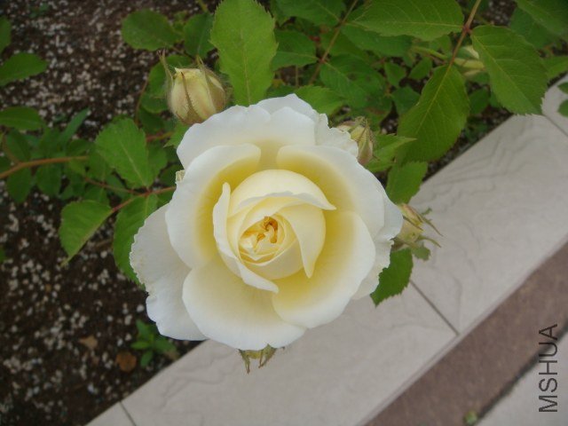 DSC06855.JPG