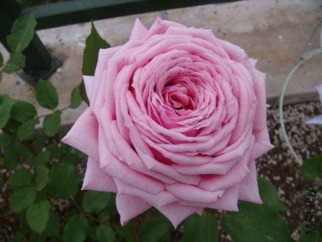 DSC06868.JPG